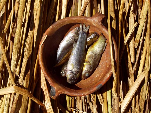 Fish of Lake Titicaca, dinner