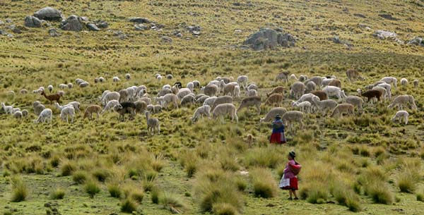 Women herding alpacas