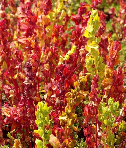 Cañihua, Kañiwa - Chenopodium sp.