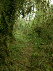 Path through bamboo to the lower banos