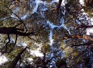 Beach trees in Alerce Costero National Monument