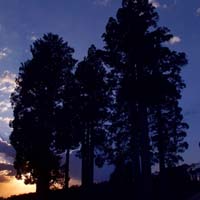 Alerce trees in the sunset