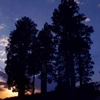 Alerce trees at sunrise