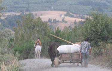 Ox cart in the hills above Mashue