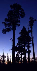 Sunrise behind the dead stems of Alerce trees