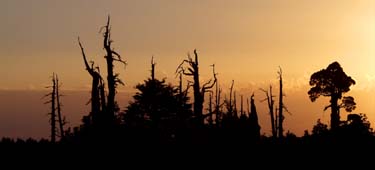 Silhouettes of dead Alerce trees nearing the coast