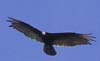 Image of condor in flight