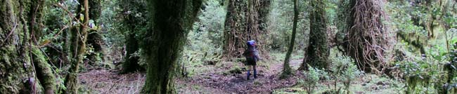 Rainforest walking