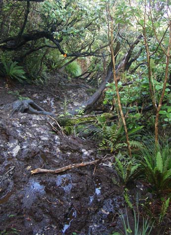 Stewart Island trail mud